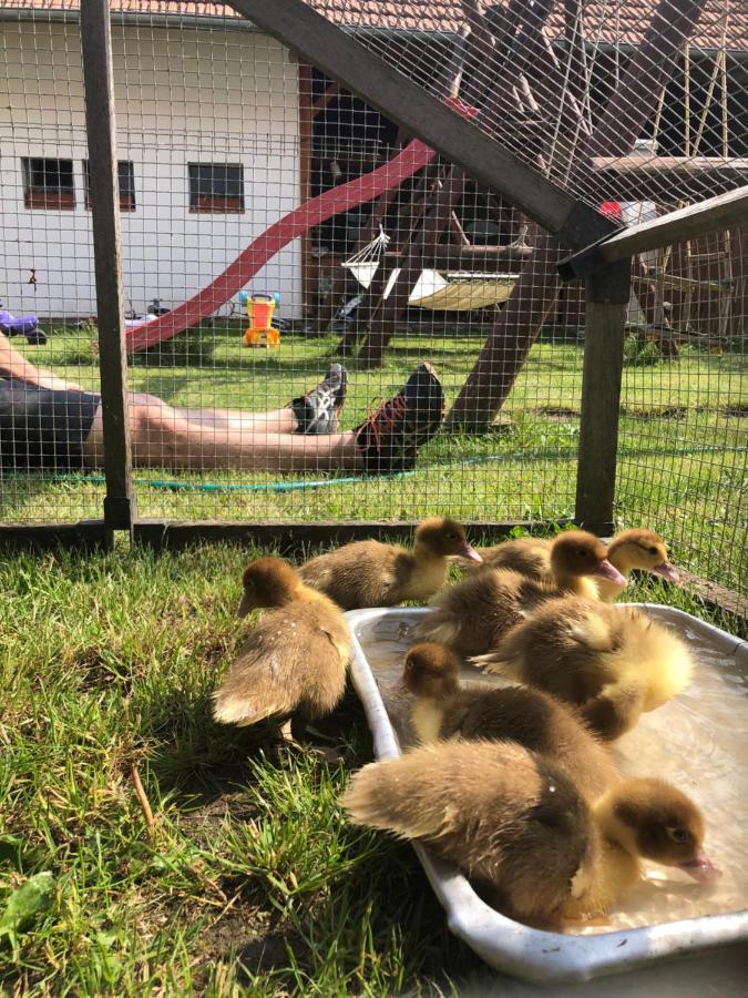 Penzion A Hospoda Na Statku Hluboká nad Vltavou Dış mekan fotoğraf