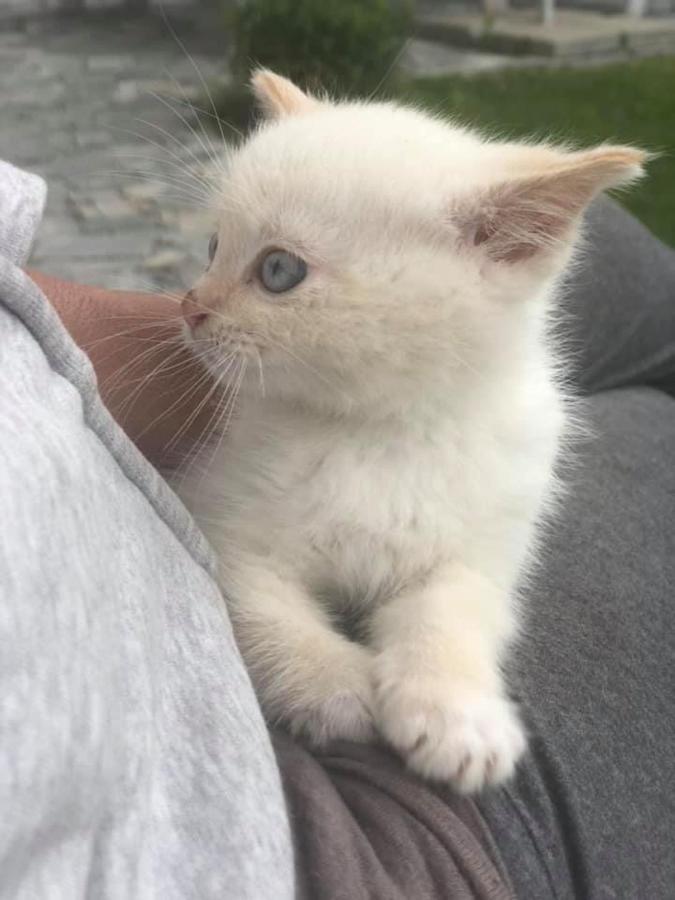 Penzion A Hospoda Na Statku Hluboká nad Vltavou Dış mekan fotoğraf
